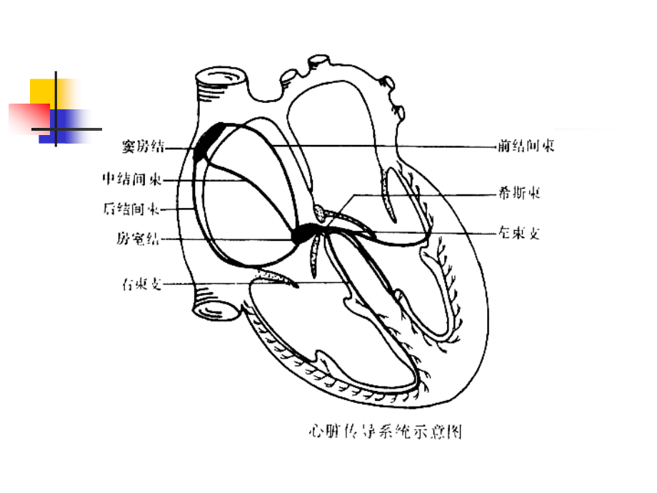 第三篇-内科学之心律失常_第4页