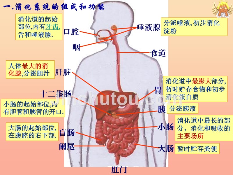 四年级科学下册3食物2食物中的营养课件7教科版_第3页