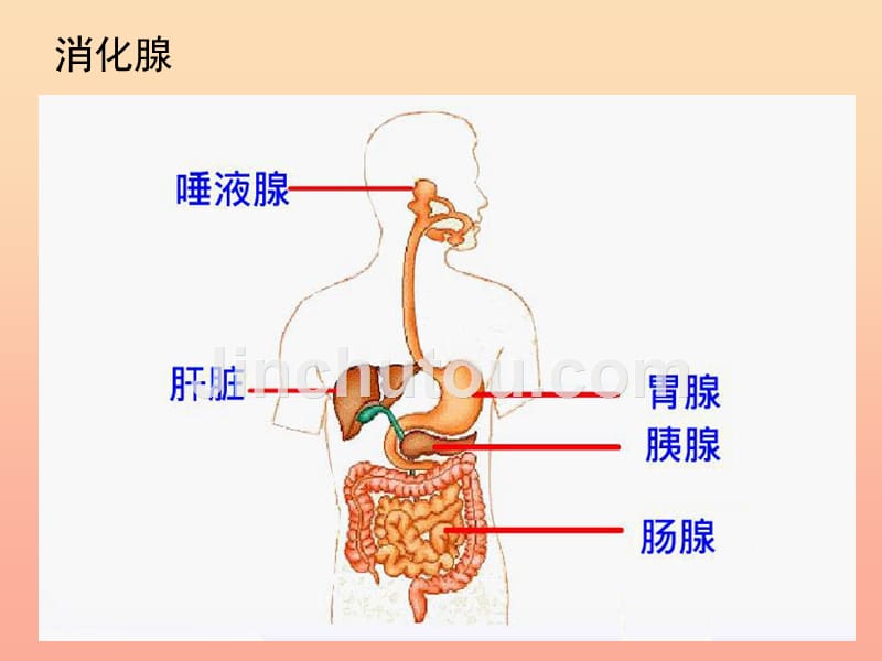 四年级科学下册3食物2食物中的营养课件7教科版_第4页