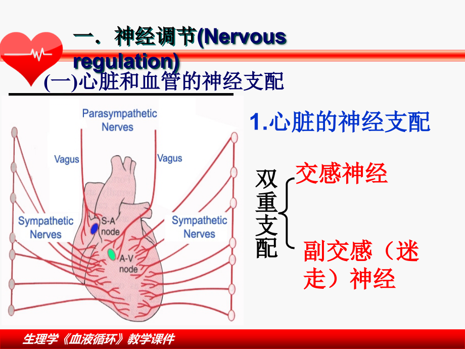 血液循环-生理学课件-_5_第4页