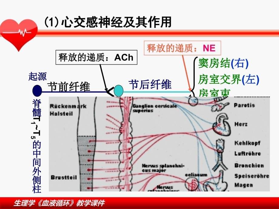 血液循环-生理学课件-_5_第5页