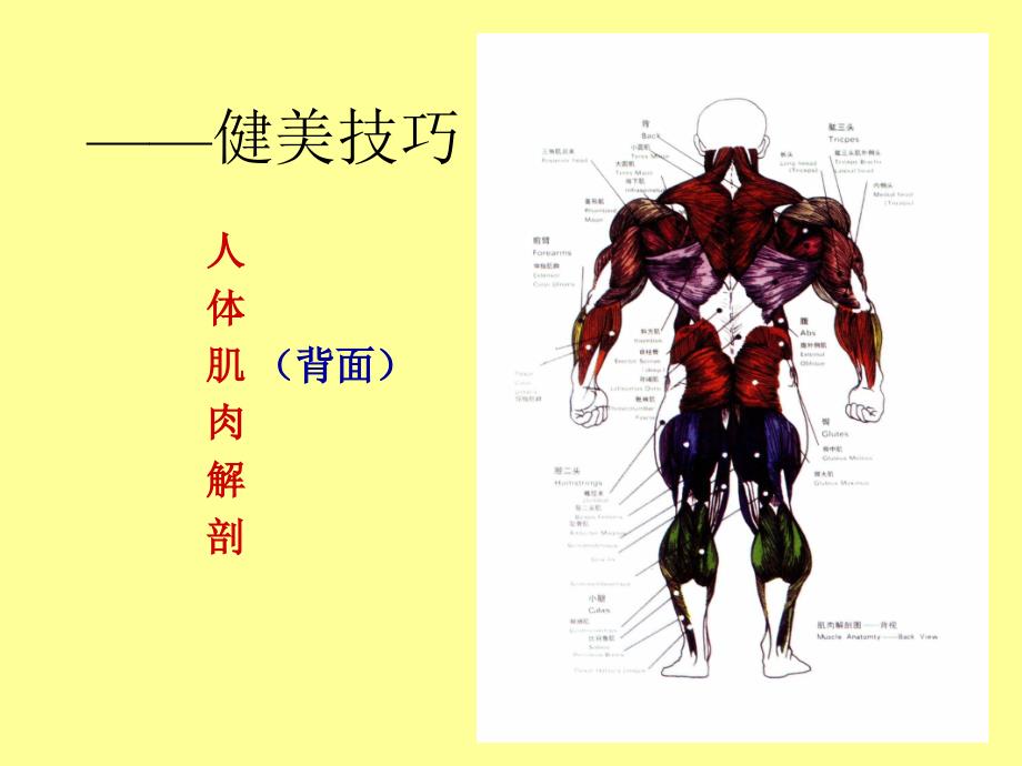 健美、运动与方法课件_第2页