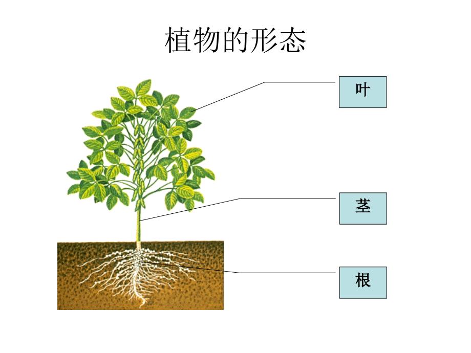 三年级下册科学课件-1.3 我们先看到了根 ｜教科版(共14张PPT)_第2页