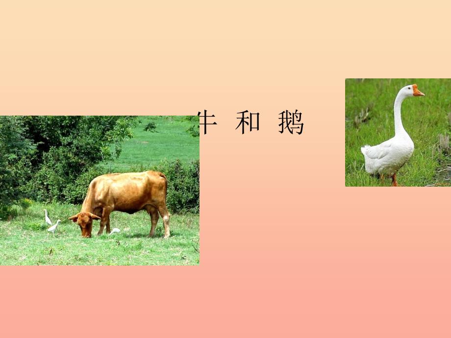 五年级语文下册3角度牛和鹅课件4北师大版_第4页