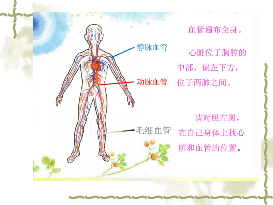 五年级上册 科学课件1.2 心脏和血管湘教版_第2页