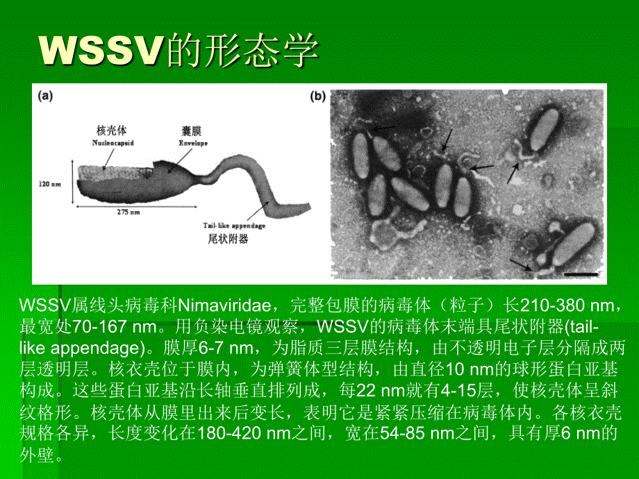 对虾养殖生物学04(wssv)_第2页