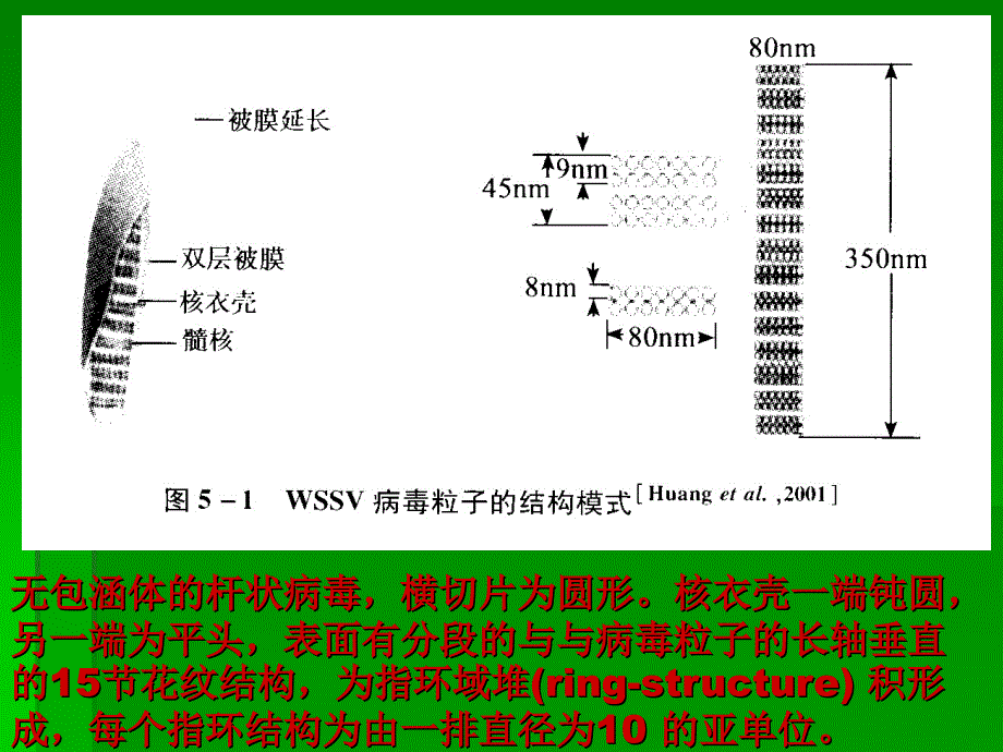 对虾养殖生物学04(wssv)_第3页