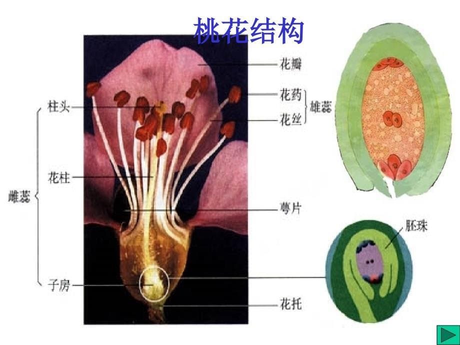 科学：第七章《植物生殖与发育》教学指导课件(华师版八年级下)_第5页