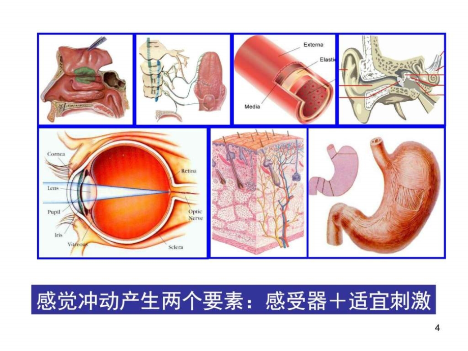 眼与耳英语学习外语学习教育专区_第4页