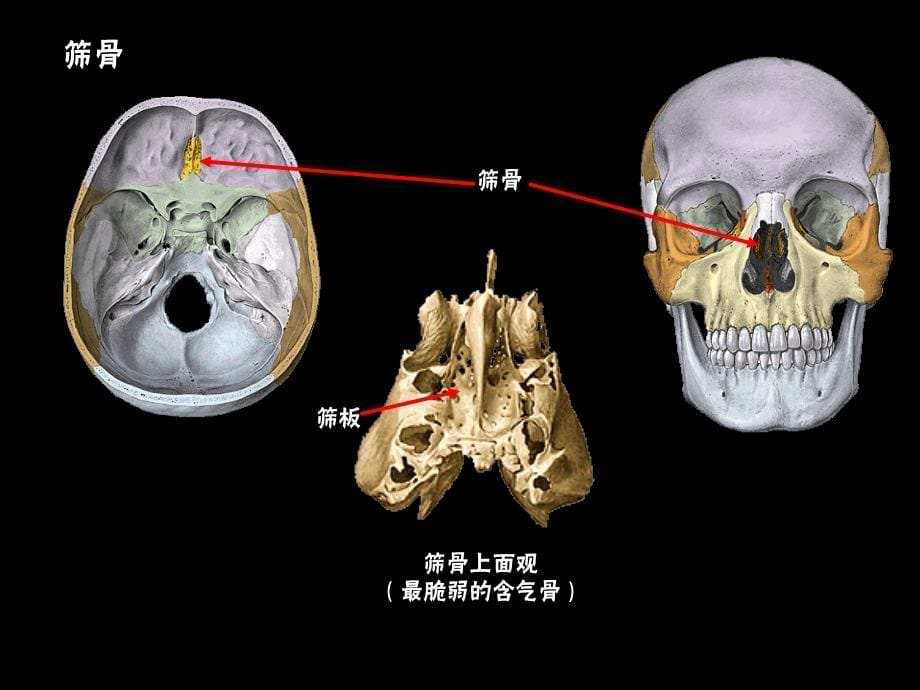 颅骨与连结、四肢骨与连结_第5页