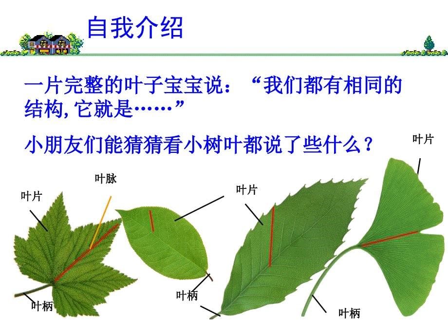 三年级上册科学课件-1.5植物的叶 教科版_第5页