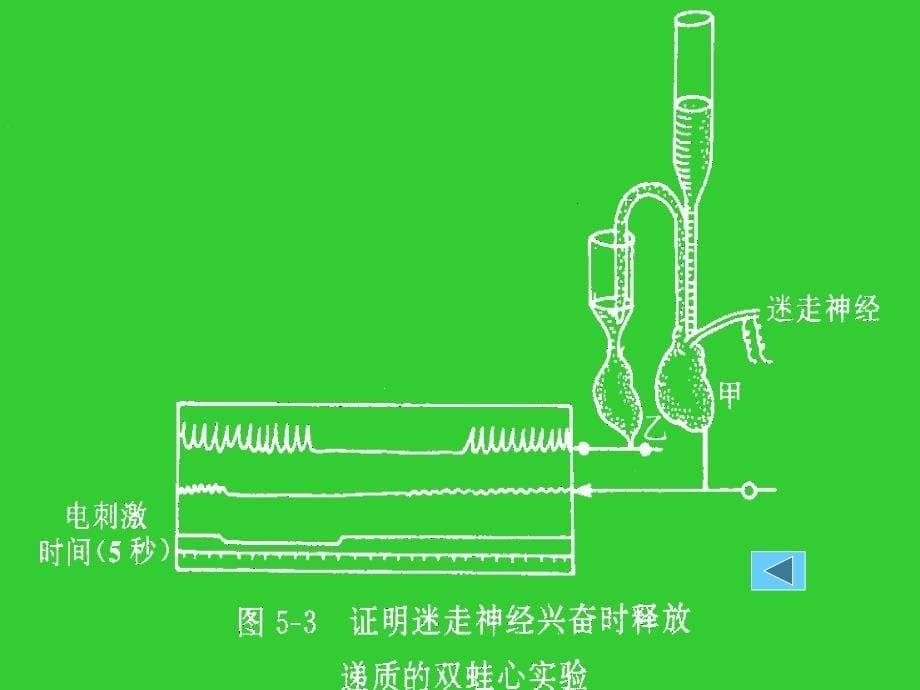 第五章神经递质肾上腺素_第5页