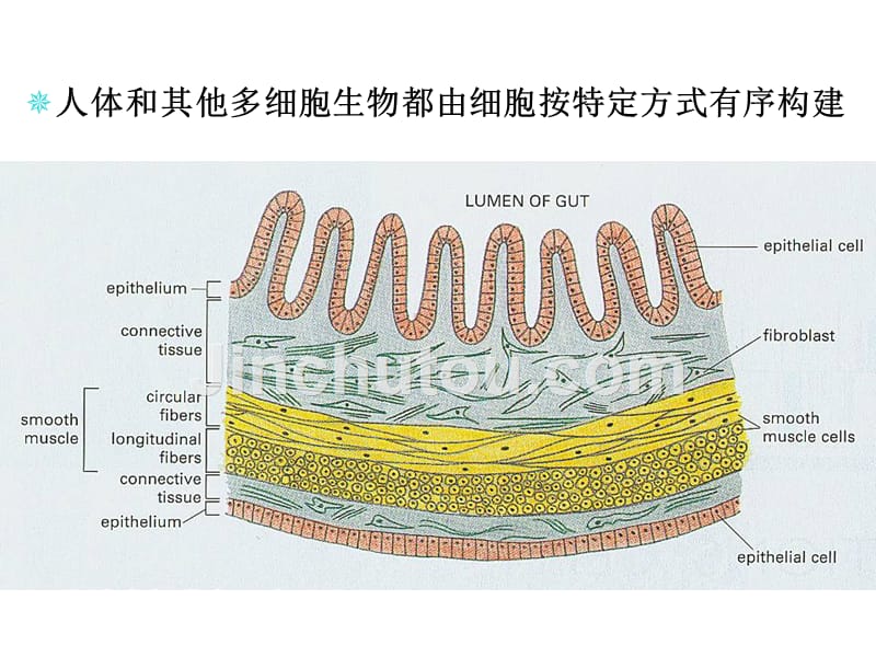 细胞连接、细胞粘附与细胞外基质-细胞生物学-课件_第3页