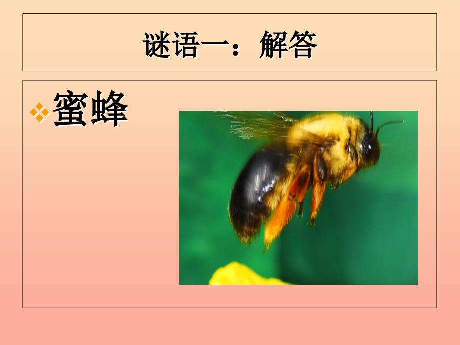 2019二年级语文下册课文417装满昆虫的口袋教学课件西师大版_第4页