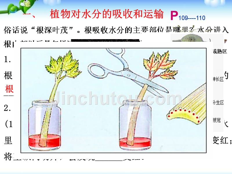 3.3-第三章绿色植物与生物圈的水循环-li_第4页