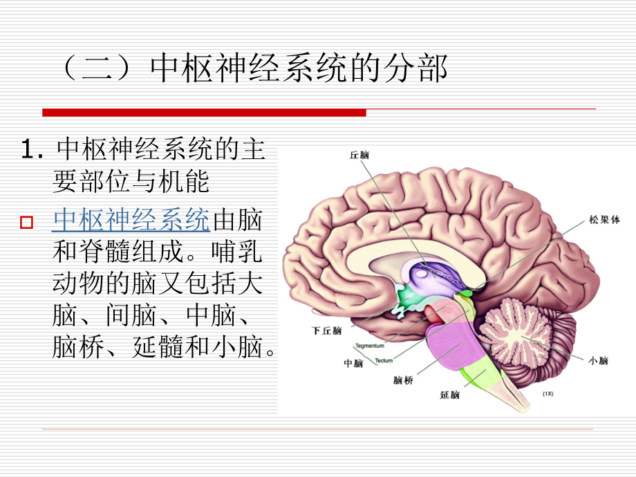 第三章（改）-中枢神经系统_第4页