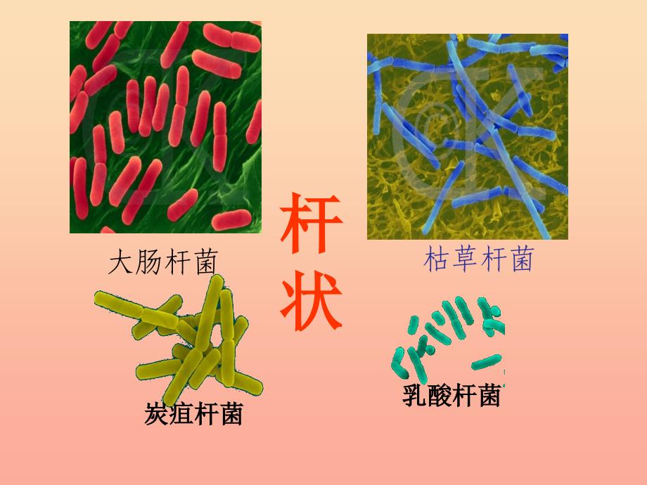 五年级科学上册 第2课 细菌课件2 青岛版_第4页