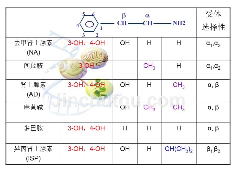 第八章肾上腺素受体激动药课件_第3页