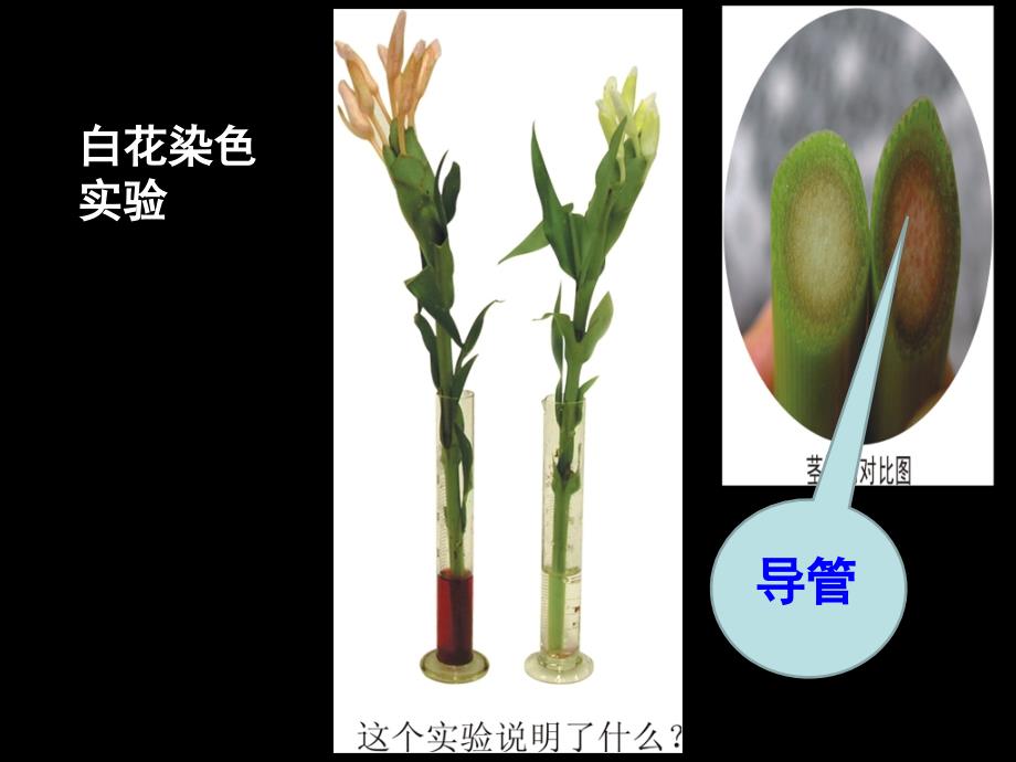 3、水分在茎里的运输-课件_第3页