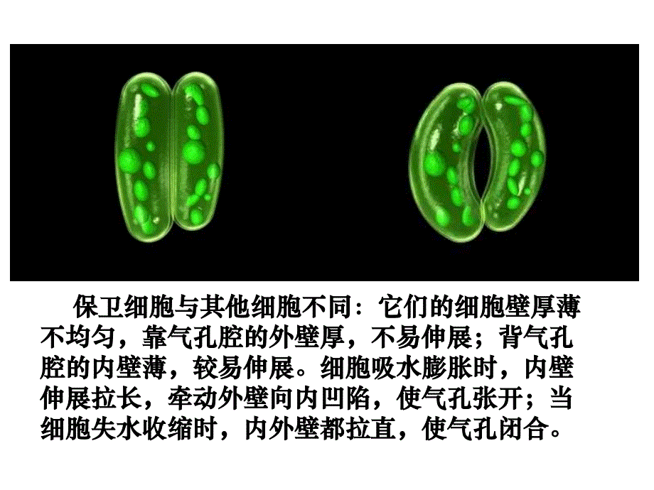 绿色植物的蒸腾作用（好用）_第4页