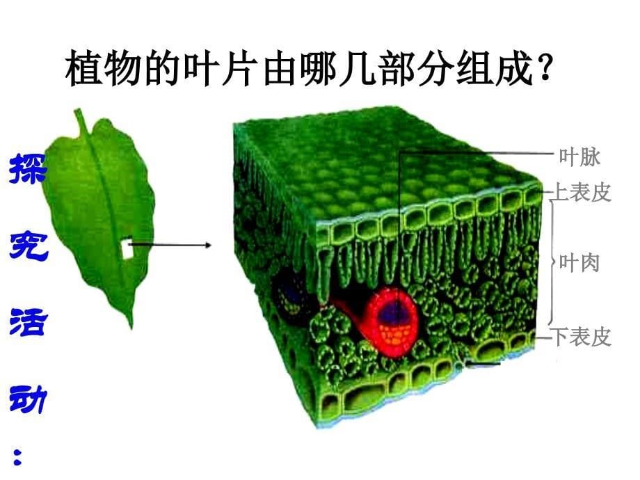 绿色植物的蒸腾作用（好用）_第5页