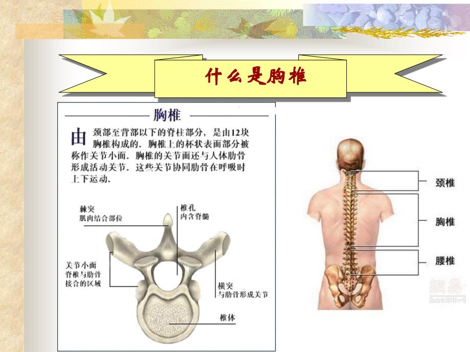 胸椎骨折课件_第2页