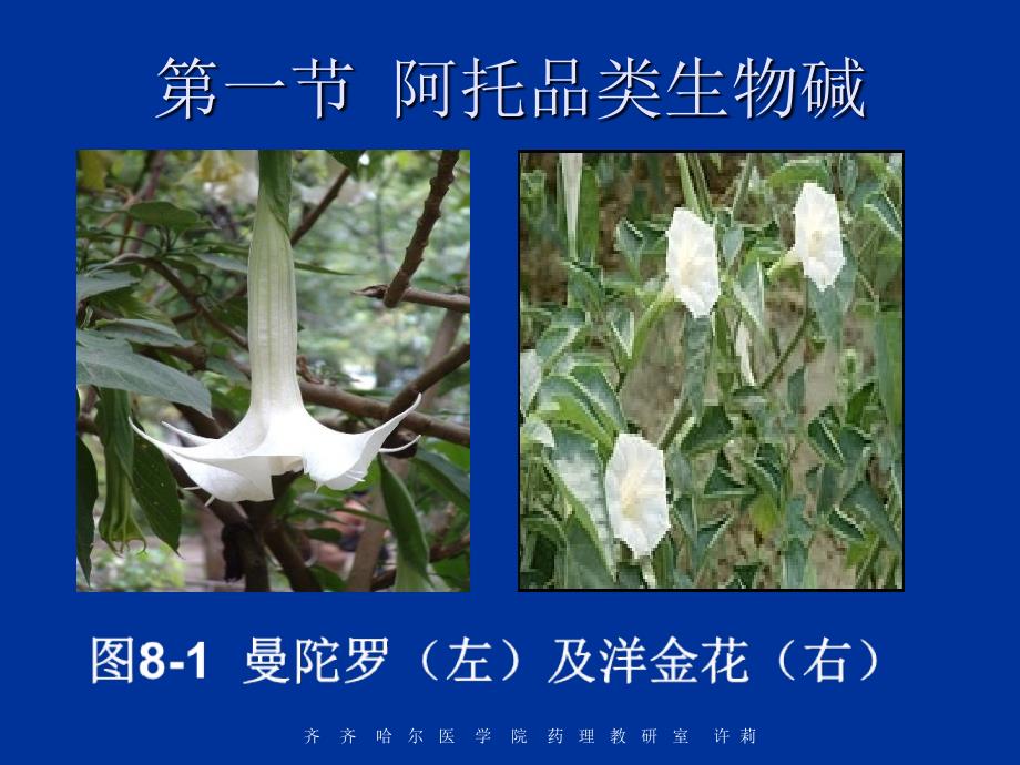 第八节-胆碱受体阻断药_第3页