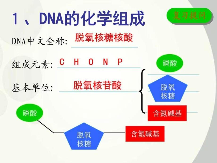 dna分子的结构(示范课)_第3页