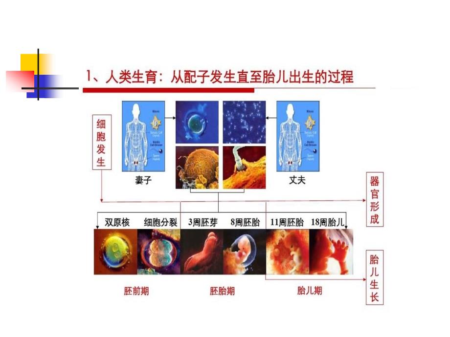 青春期知识（女生）_第2页