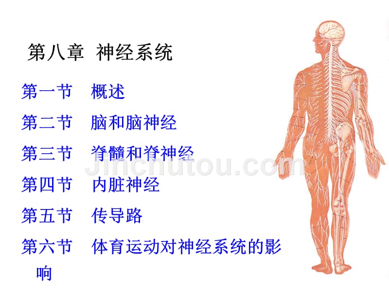 第八章-神经系统_第1页