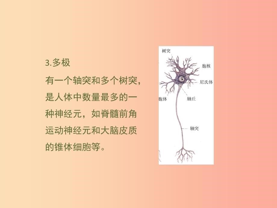 七年级生物下册 4.6.2《神经系统的组成》拓展资料：神经元的分类素材新人教版_第5页