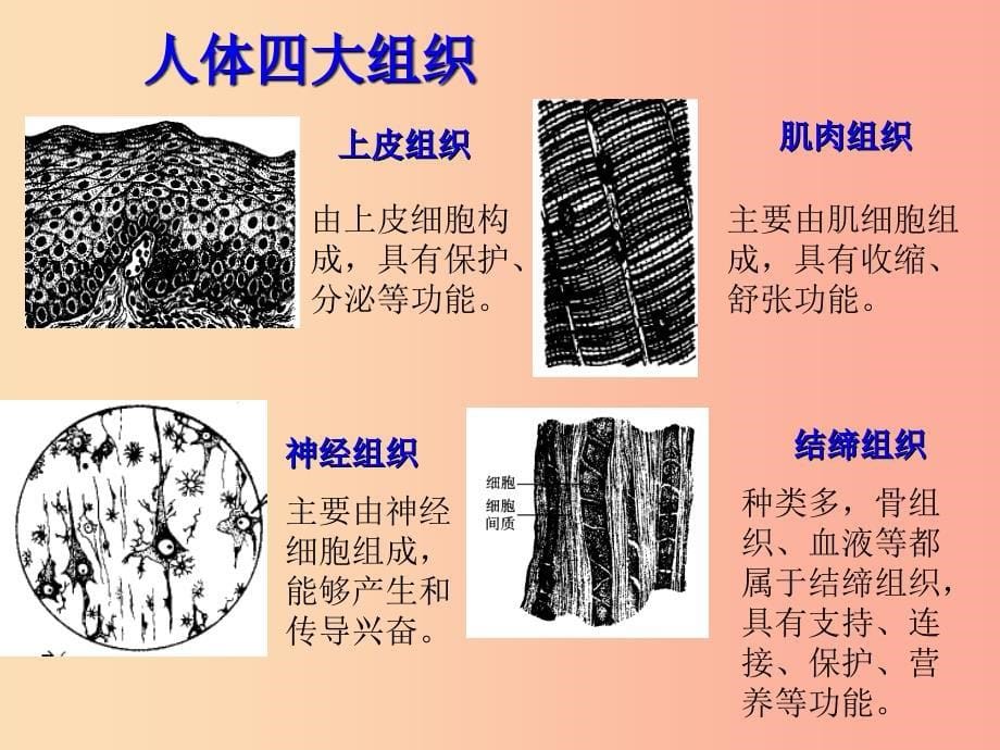 吉林省七年级生物上册 2.2.2 动物体的结构层次课件新人教版_第5页