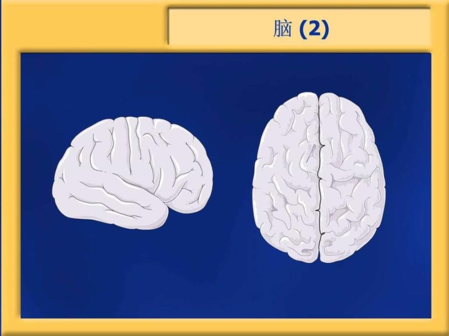 神经内科_基础医学_第3页