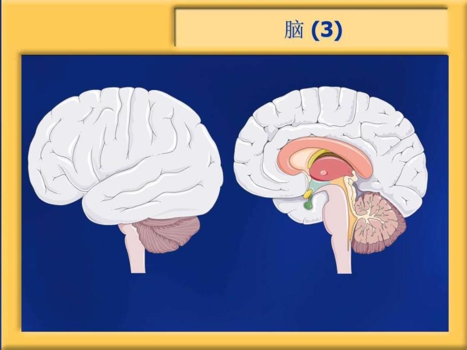 神经内科_基础医学_第4页