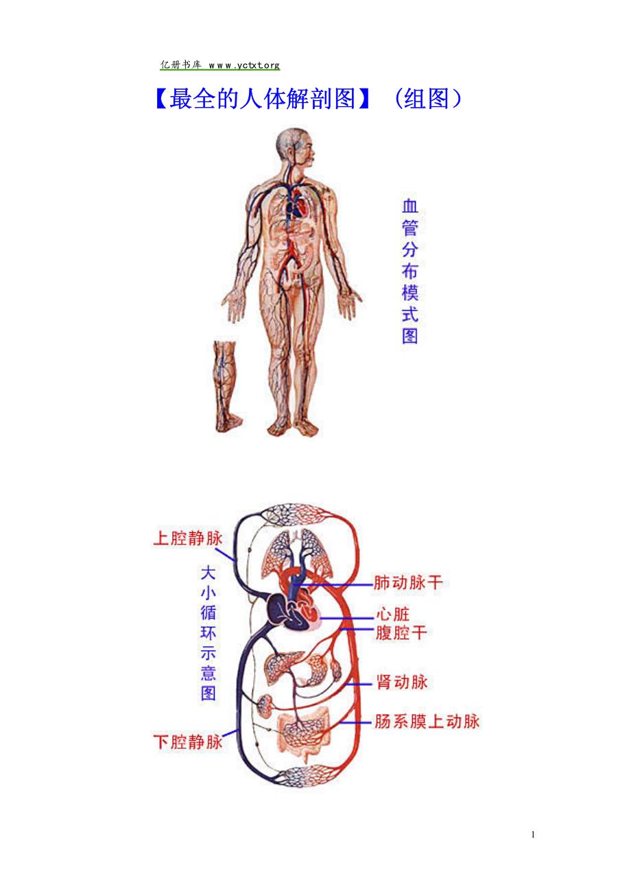 人体解剖图(大全)_第1页