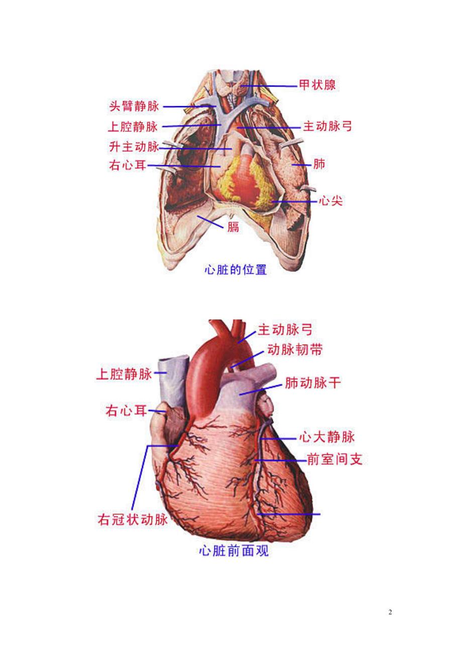 人体解剖图(大全)_第2页