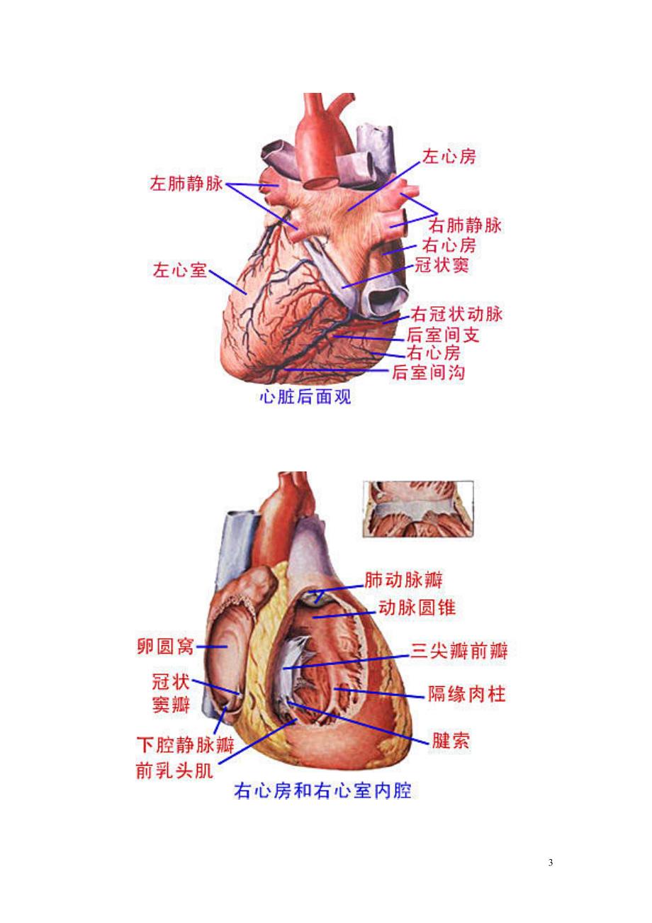 人体解剖图(大全)_第3页