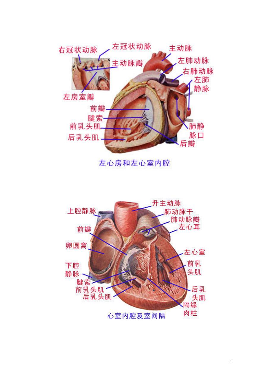 人体解剖图(大全)_第4页