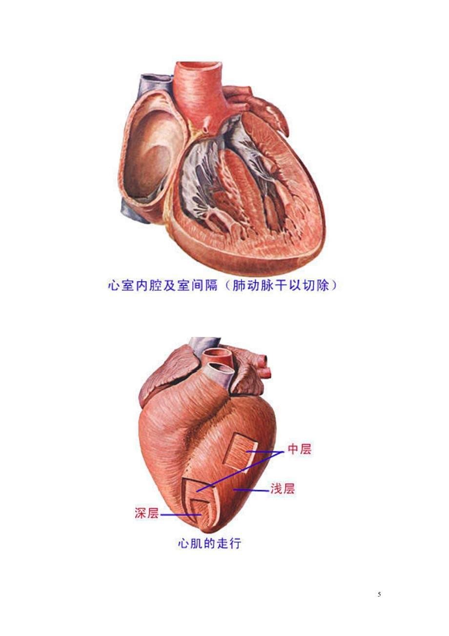 人体解剖图(大全)_第5页