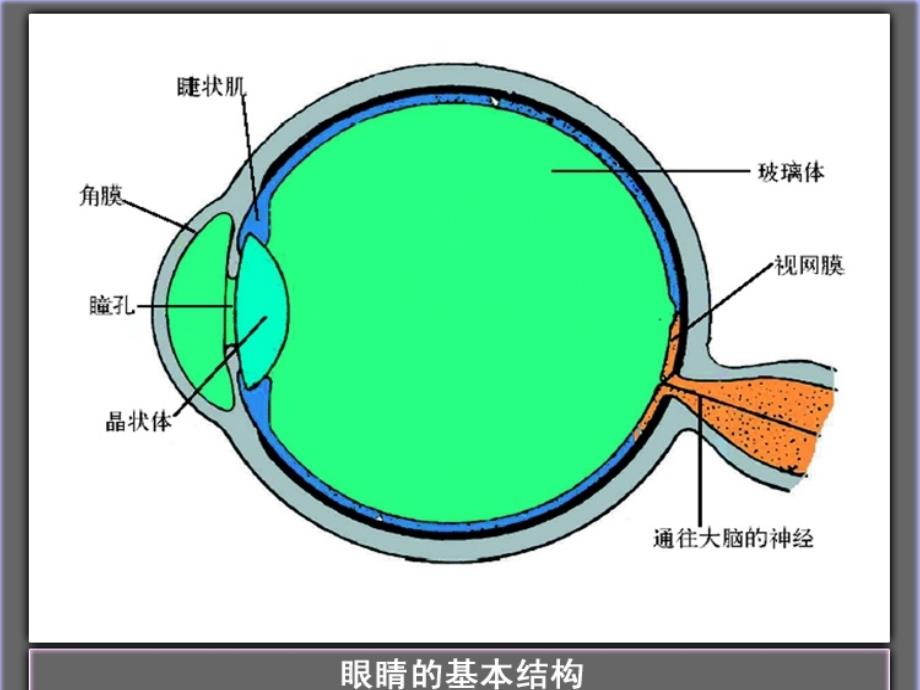 五年级下册科学课件- 为什么我们可以感受到光 北京课改版_第2页