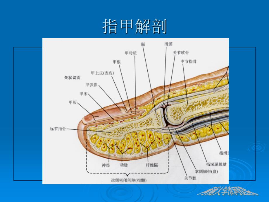 拔甲术及其相关知识_第4页