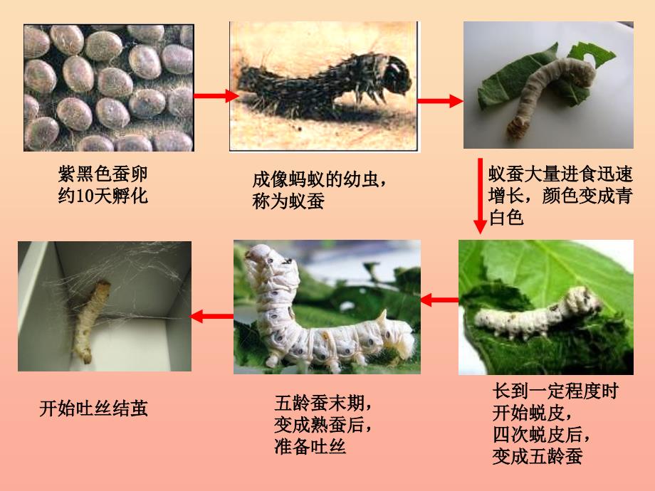 三年级科学下册动物的生命周期3蚕变了新模样课件教科版_第1页