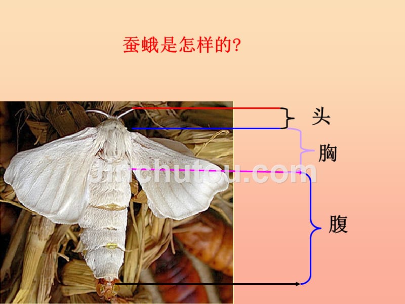 三年级科学下册动物的生命周期4蛹变成了什么课件2教科版_第3页