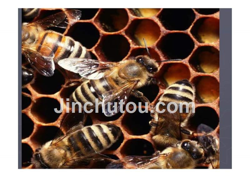 14《蜜蜂》课件1_第3页