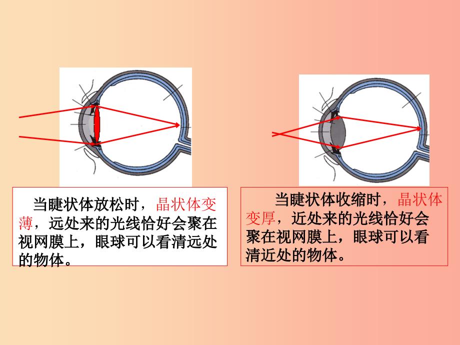 2019年八年级物理上册第五章第4节眼睛和眼镜教学课件 新人教版_第4页