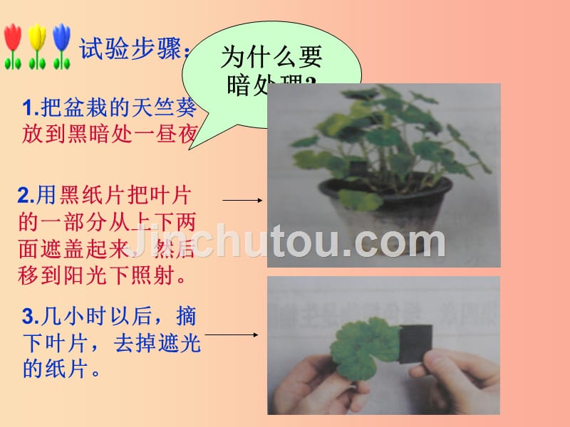 陕西省七年级生物上册 3.4绿色植物是生物圈中有机物的制造者课件2新人教版_第5页