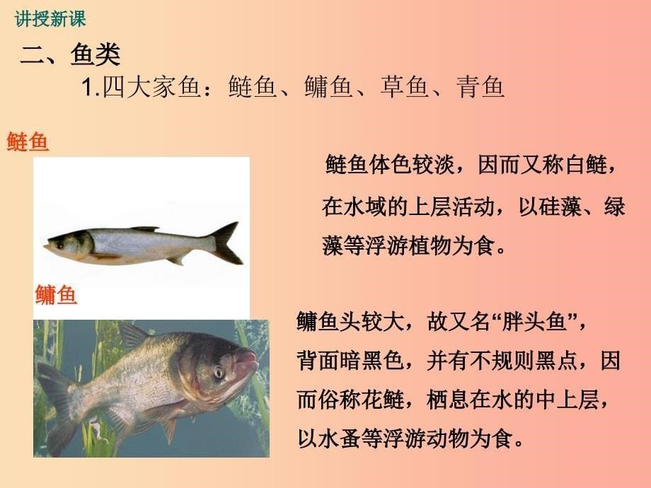 八年级生物上册第五单元第一章第四节鱼课件1 新人教版_第5页