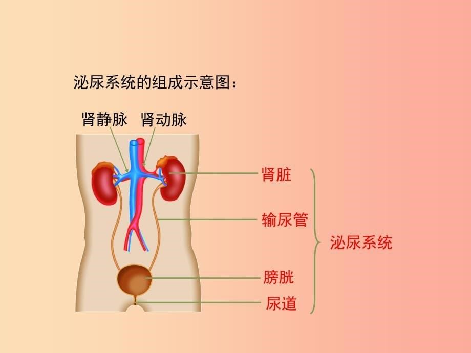 七年级生物下册4.5人体内废物的排出第一课时课件1 新人教版_第5页