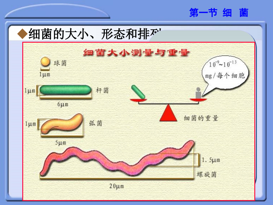 第一章-细菌的形态和结构_第4页