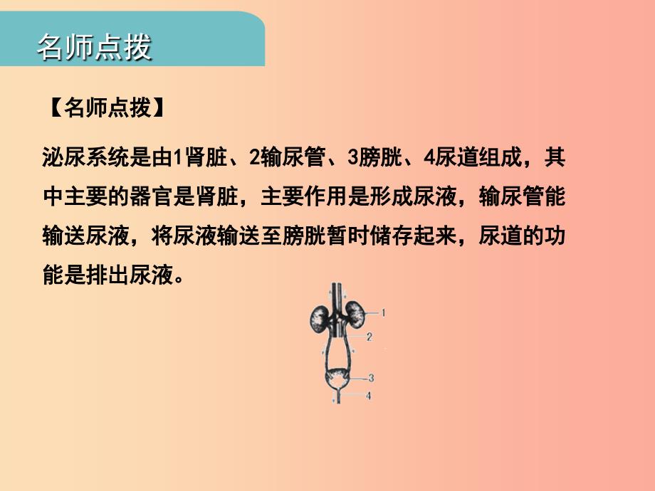 中考江西专用2019中考生物五三人体代谢废物的排出习题课件_第3页